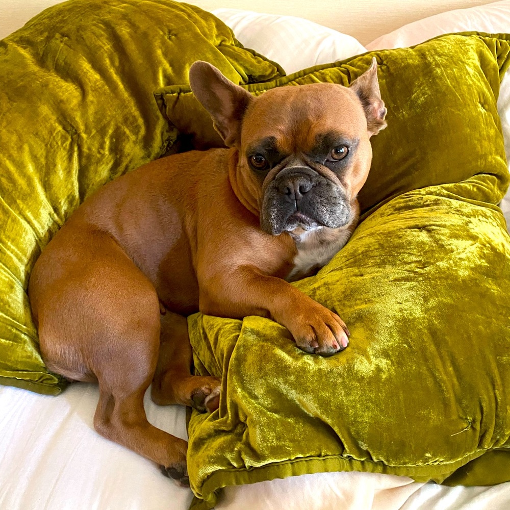 Meet your Posher, Amy